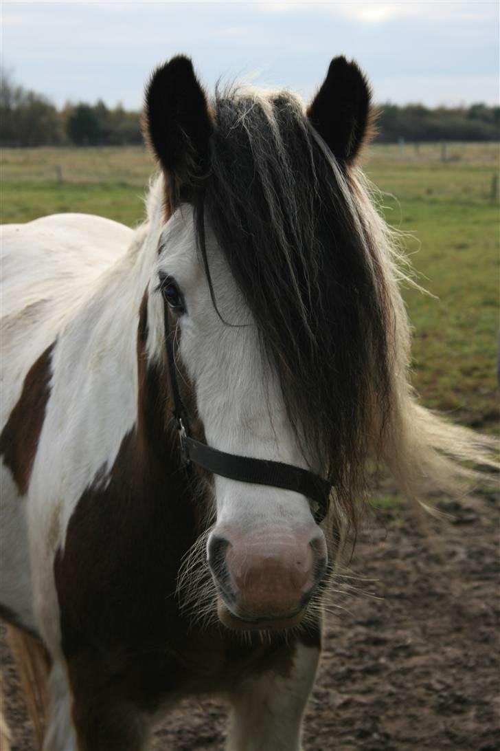 Irish Cob Willow billede 1