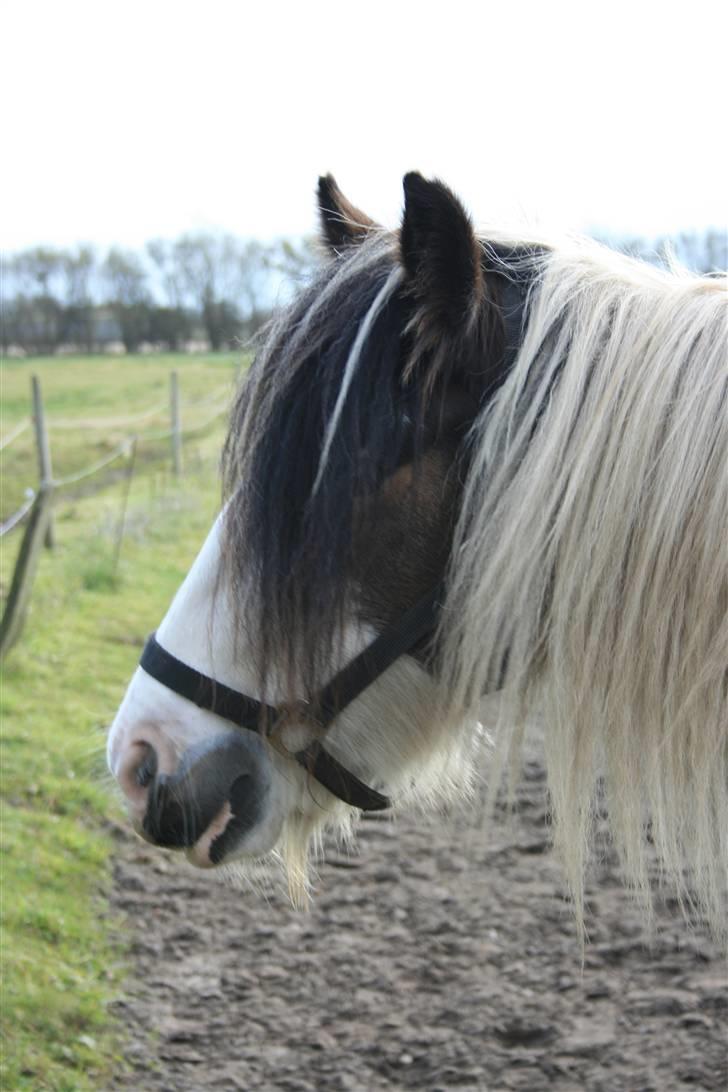 Irish Cob Willow billede 4