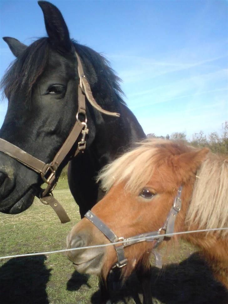 Shetlænder Sofie - Lotteee, snak med mig? (: billede 15