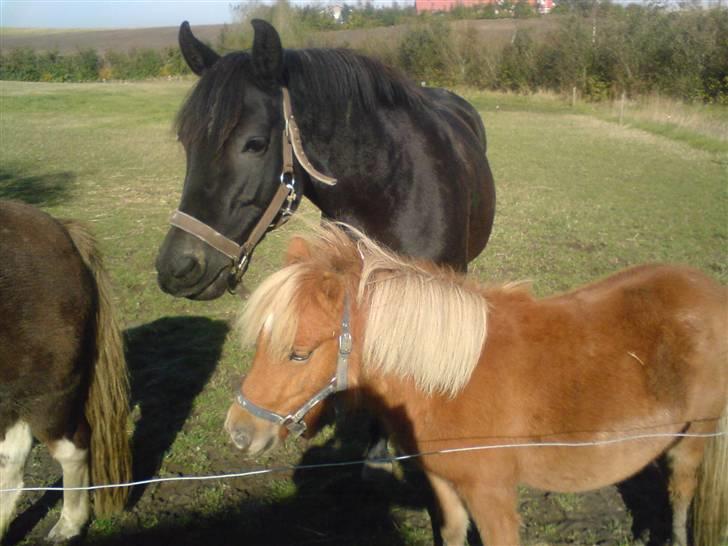 Shetlænder Sofie - I er så dejlige <3 billede 16