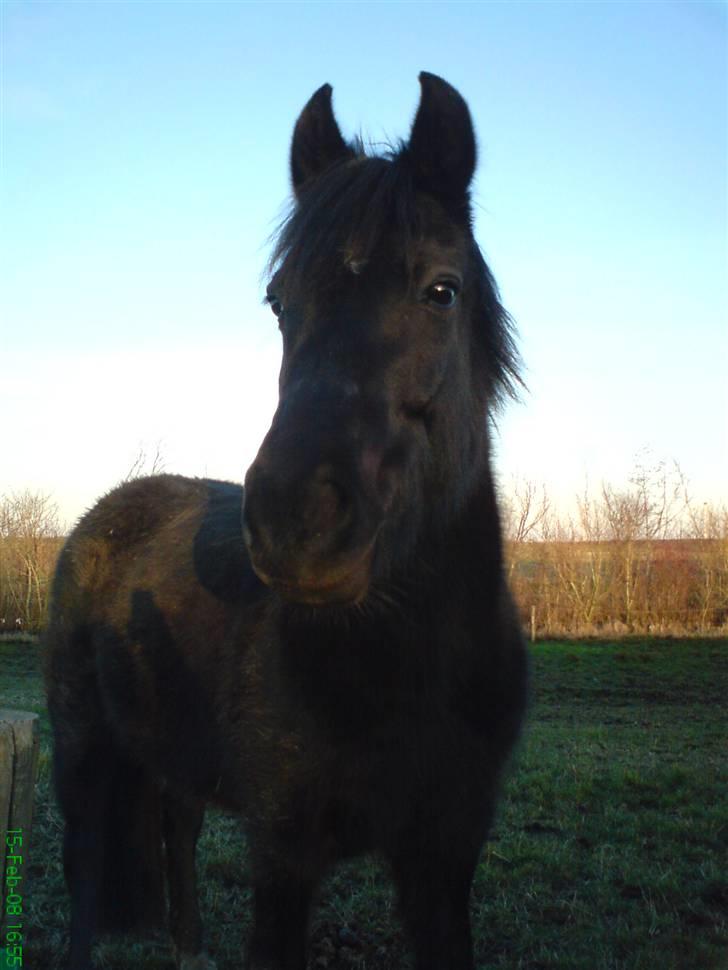 New Forest Lotte - naah naah (; billede 12