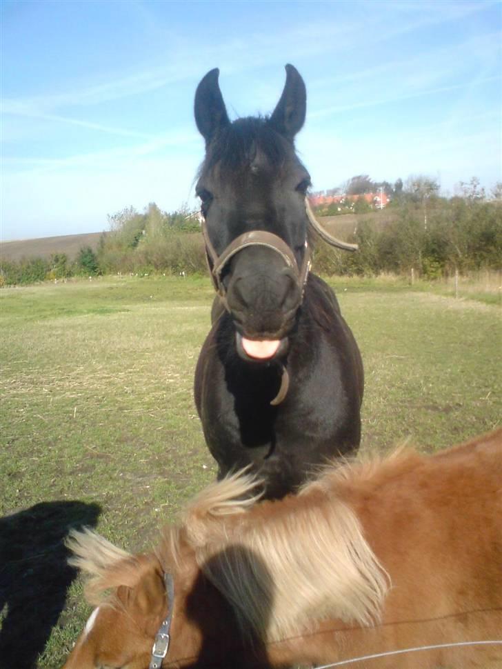 New Forest Lotte - haha <3 billede 13