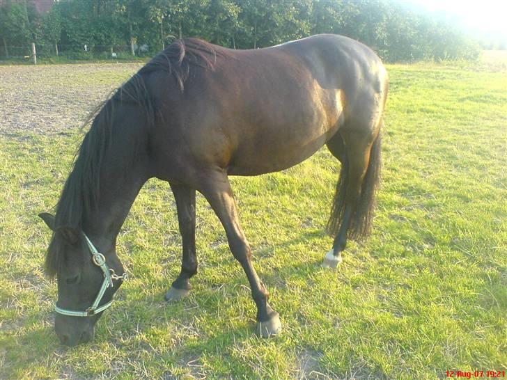 New Forest Lotte - smuk er du! <3 billede 14