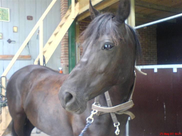 New Forest Lotte - dejlig er du! billede 15