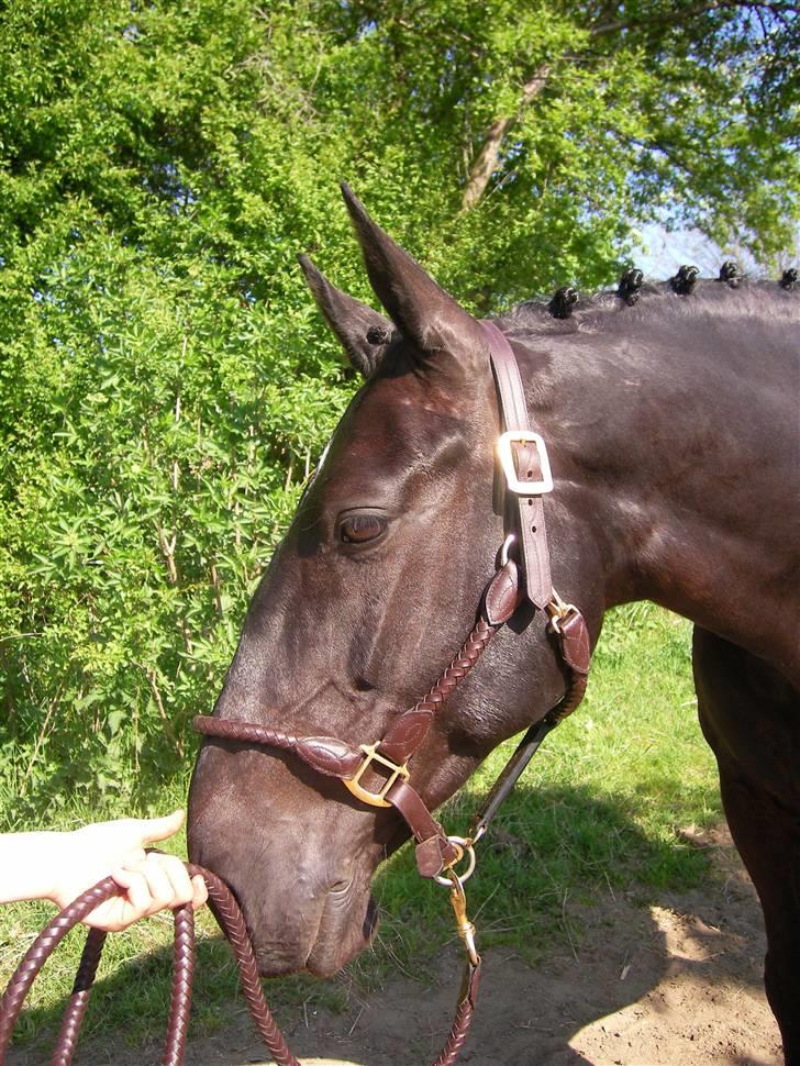 Oldenborg Columbine Højbogård - Vi mødes på midten <3 hun er bare dejlig <3 billede 9