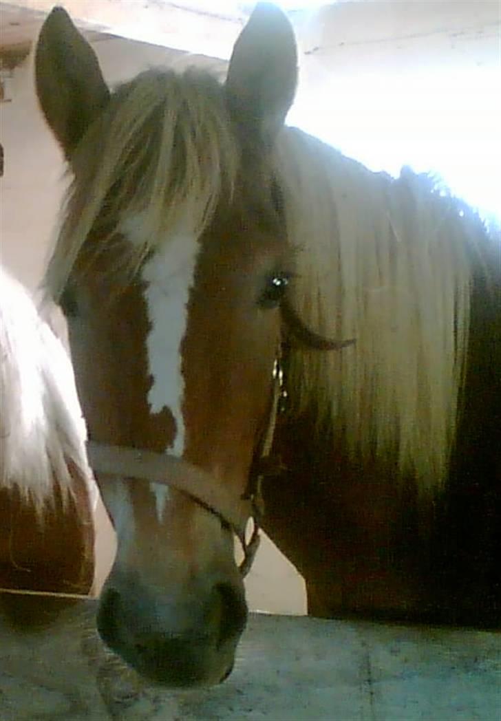 Haflinger Ronja  - min ronja<3 billede 8