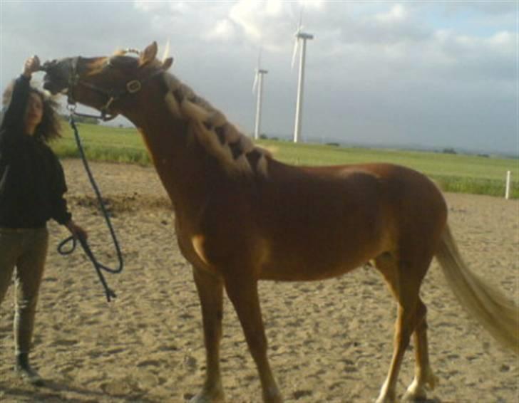 Haflinger Ronja  - Hihi vi hygger ude på sand banen<3 billede 9