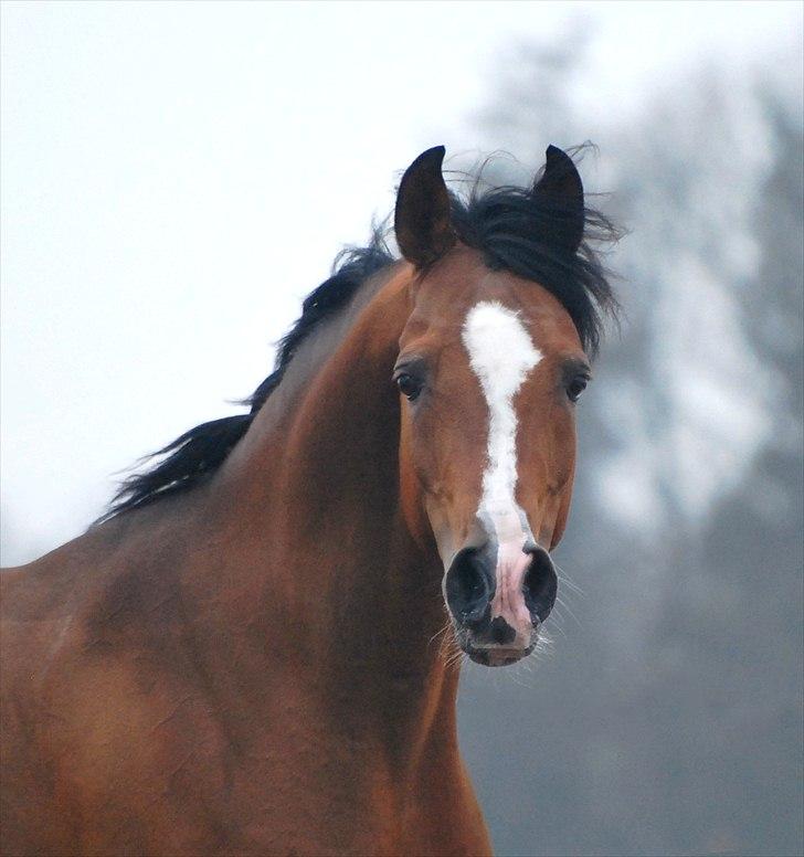 Arabisk fuldblod (OX) Wareno - Skønherlige wallemus <3  billede 6