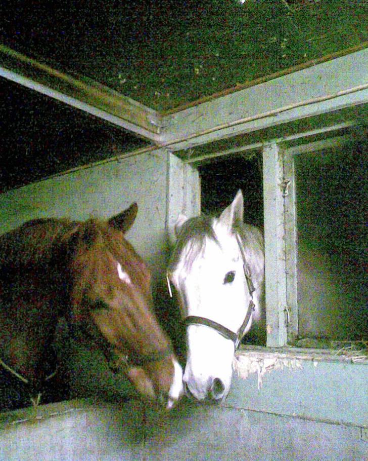 Holstener Allerbester 0004 - Kysse kysse. Foto: Mig billede 9