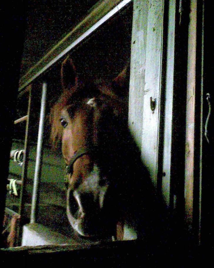 Holstener Allerbester 0004 - Hej Lisbeth, hva laver du derude? Foto: Mig billede 11