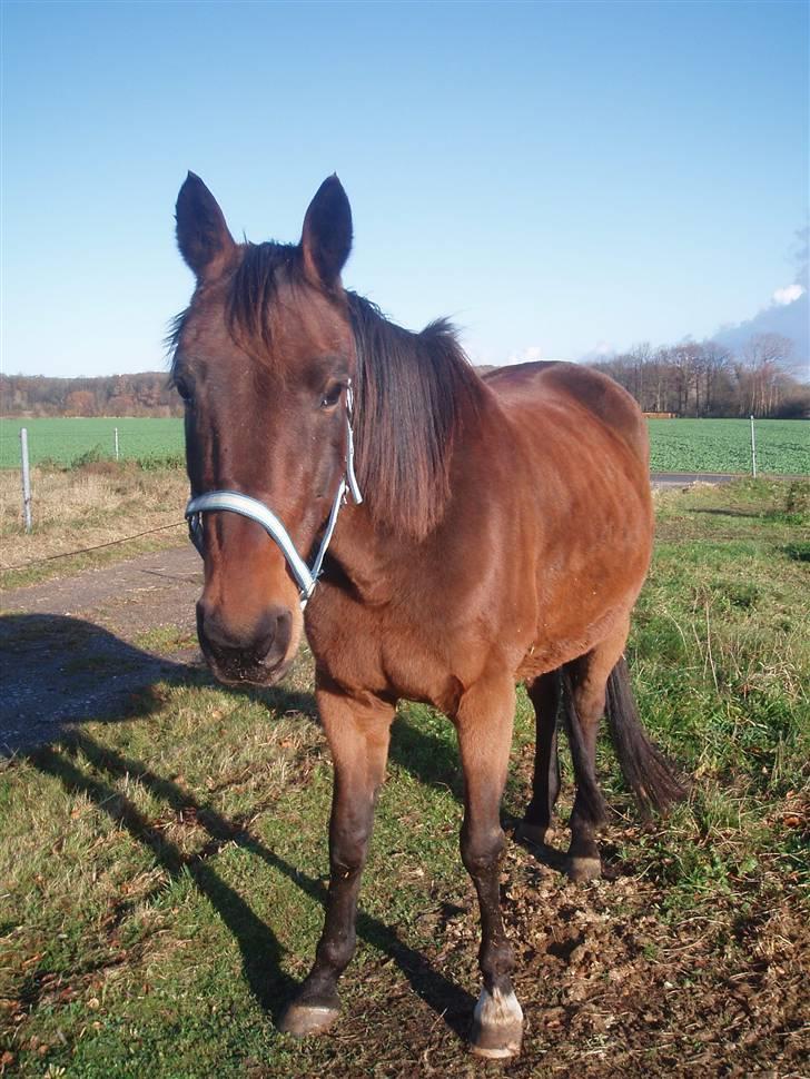 Traver Delvin Key billede 20