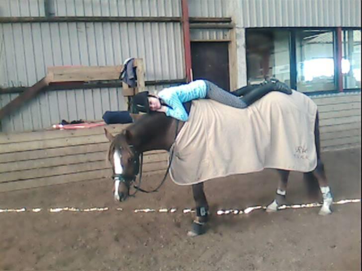 Hollandsk Sportspony filur  - mig og futte <33 elsker den pony billede 9