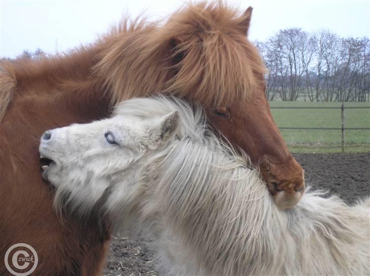 Islænder "Lille hest" - Matti og hans lille nat kæreste. billede 2