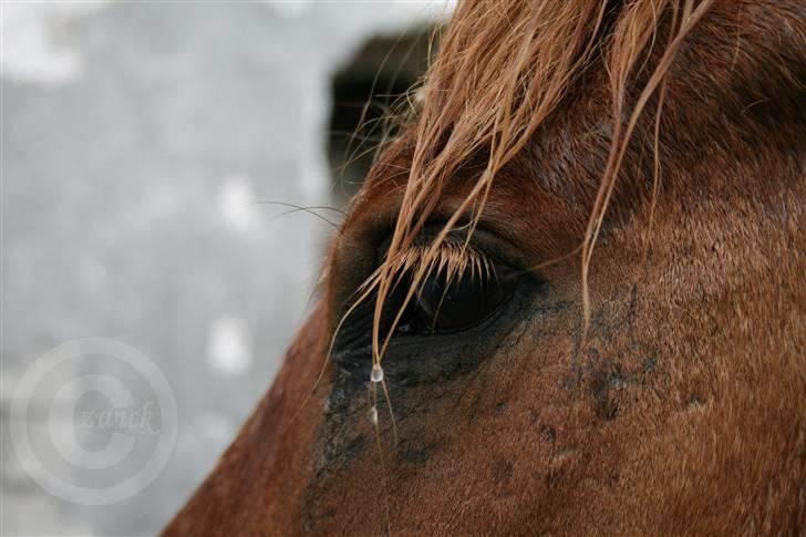Islænder "Lille hest" - Regndråbe i pandelok. billede 4