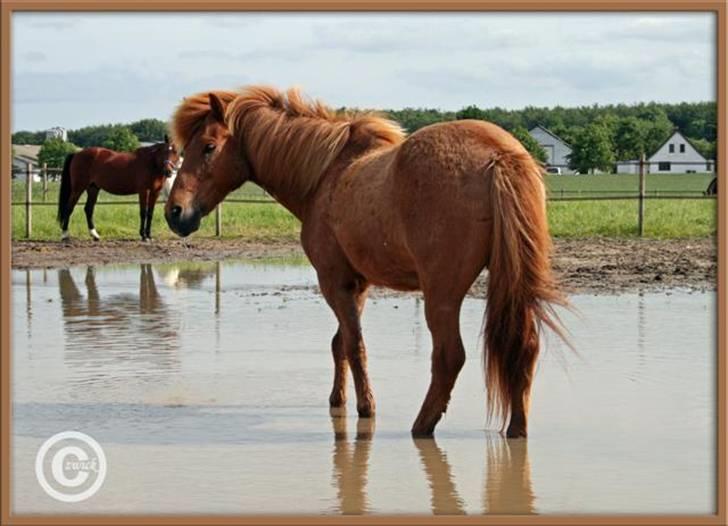 Islænder "Lille hest" - Vand efter voldsomt regnvejr, juni 09 billede 6