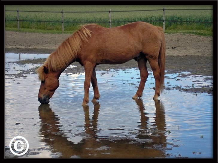 Islænder "Lille hest" - Masser af vand. billede 7