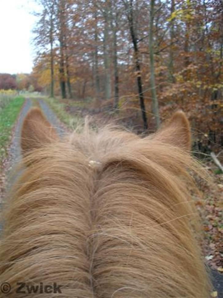 Islænder "Lille hest" - Skoven set fra en islænder rytter. billede 9