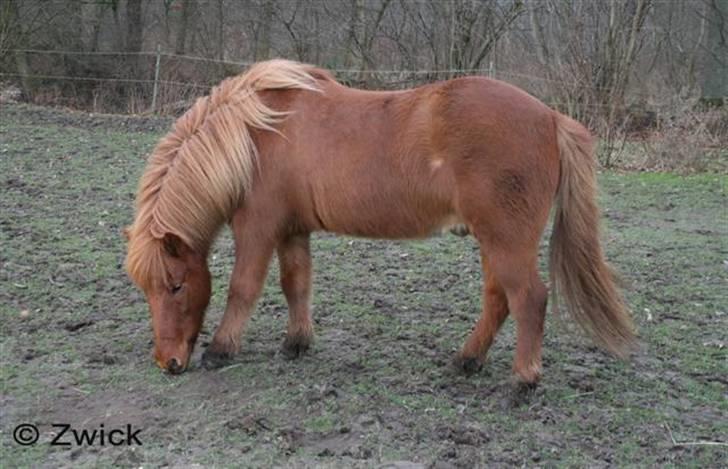 Islænder "Lille hest" - 13 jan.08 .. billede 10