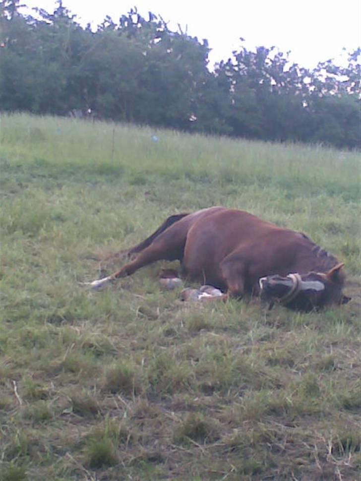 Hollandsk Sportspony filur  - nårh<3<3 billede 10