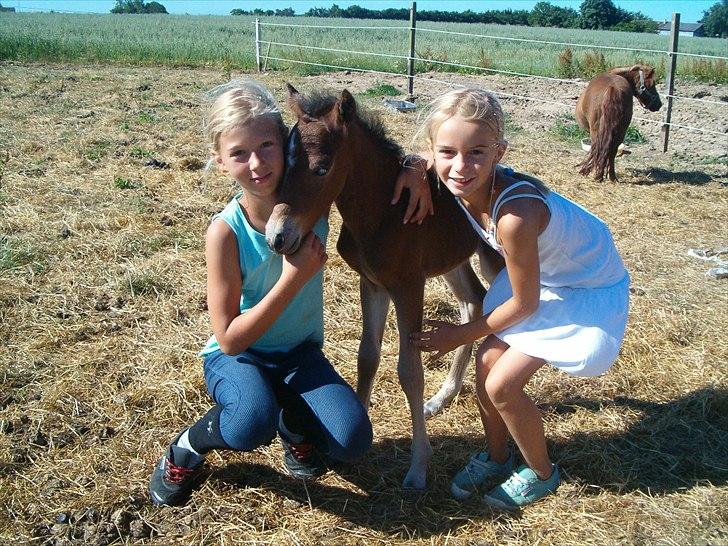 Anden særlig race Skovbys Chester Brown - Dagen efter han blev født, 2006. billede 7