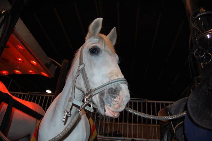 Welsh Pony (sec B) tintin<33 - Jeg har set mennesker der rakker tungen ud af munden nu prøve jeg det så ser vi hvad der sker hvis Ida bliver sur bliver jeg rigtig glad men hvis hun bliver glad så gider jeg ikke det mere! men hvis hun nu bliver sur har jeg fundet en nu drille måde! billede 4