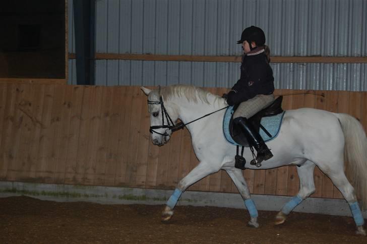 Welsh Pony (sec B) tintin<33 - Prøv lige at se hun kan IKKE holde bennene fra mig jeg tror hun er vild med mig ;)? billede 5