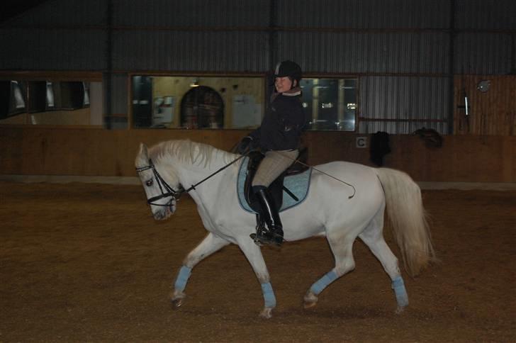 Welsh Pony (sec B) tintin<33 - nooooii hvor har jeg flotte hove billede 7