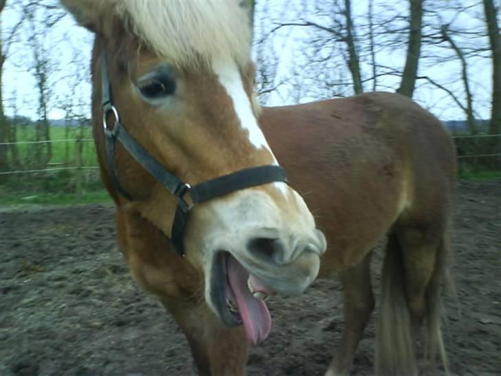 Haflinger Ronja  - AD! hvad var det??? :D billede 10