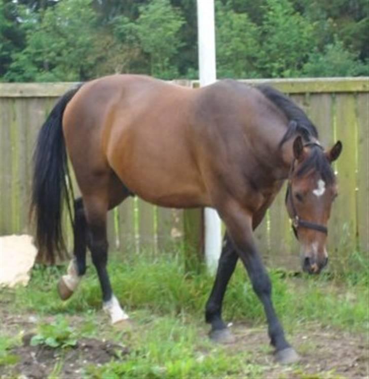 Oldenborg Sleipner (R.I.P) - Sleipner  billede 1