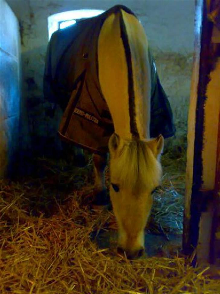 Fjordhest Musse :) *R.I.P* <3 - 14.04.08 så fik hun bakkefritz billede 10