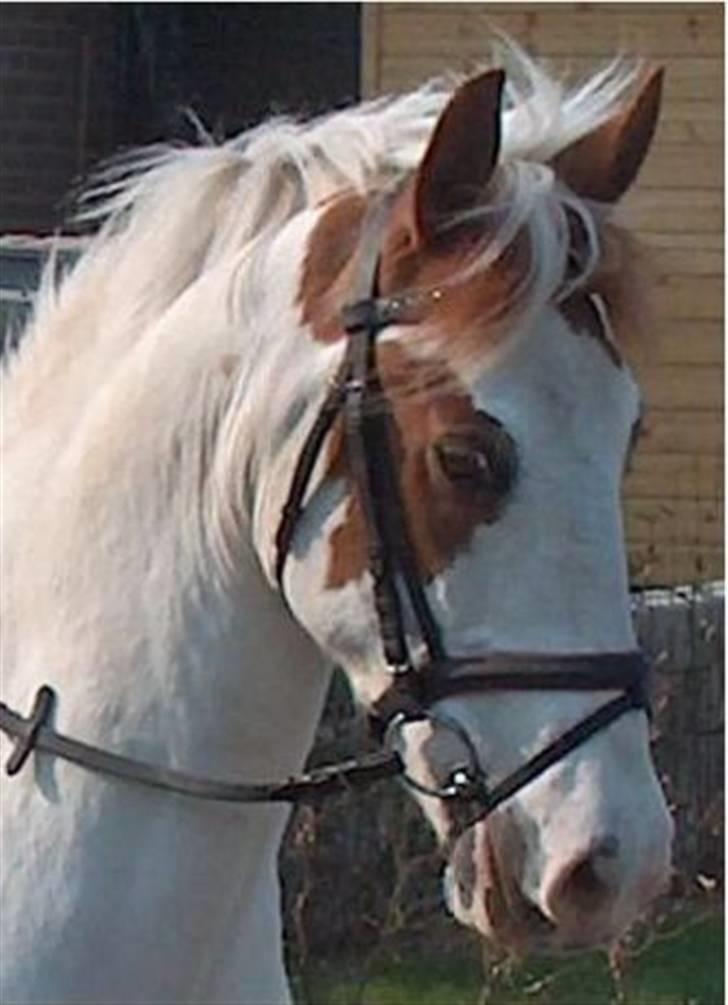 Pinto Two Eye'd Shaggy billede 1