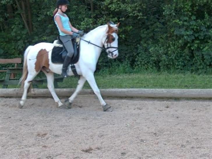 Pinto Two Eye'd Shaggy billede 2