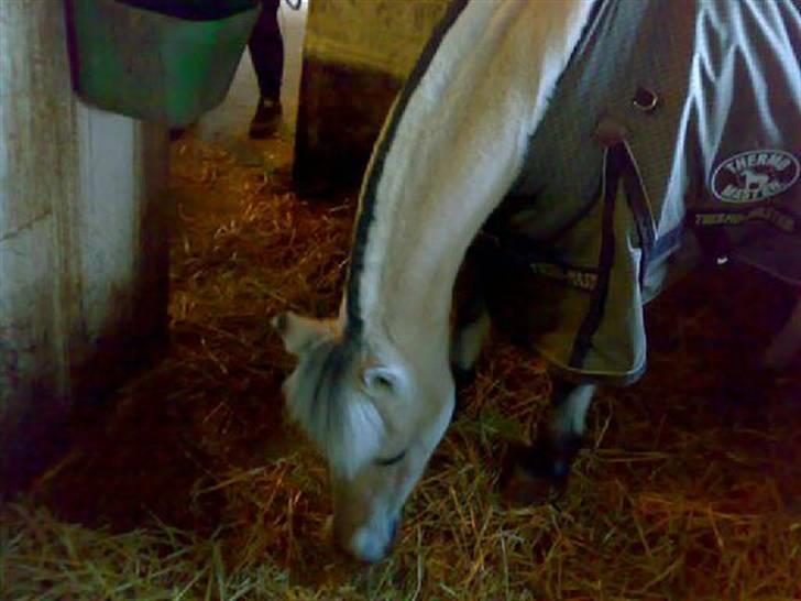 Fjordhest Musse :) *R.I.P* <3 - 14.04.08 så fik hun bakkefritz billede 11