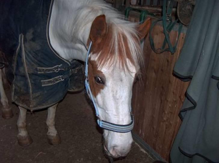 Pinto Two Eye'd Shaggy billede 14