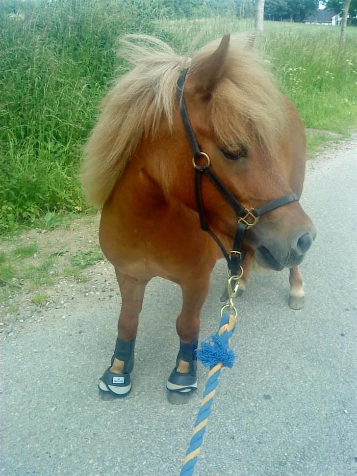 Shetlænder hugo mit et og alt *himmelhest* - er han ikke for cute? læg mærke til hans gamacher :) mors lille springpony billede 14