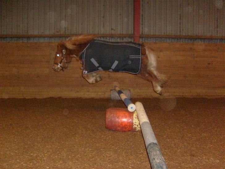 Shetlænder hugo mit et og alt *himmelhest* - masser af luft han elsker det (2008) billede 15