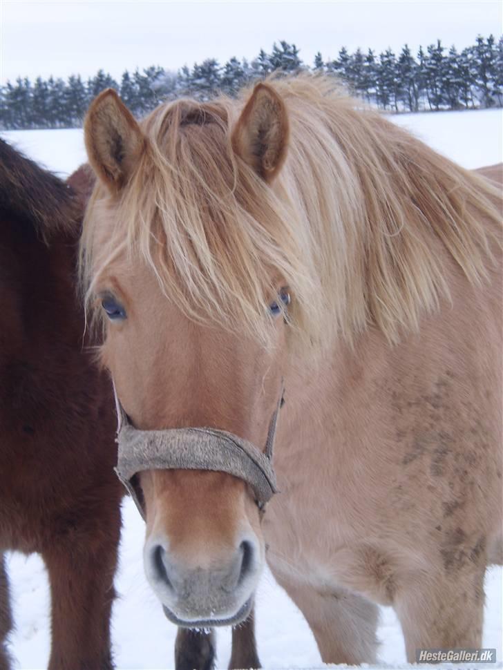 Anden særlig race Østermarkens  Maybrandy<3 - Velkommen til Maybrandy´s profil håber i synntes godt om hende<3 billede 1