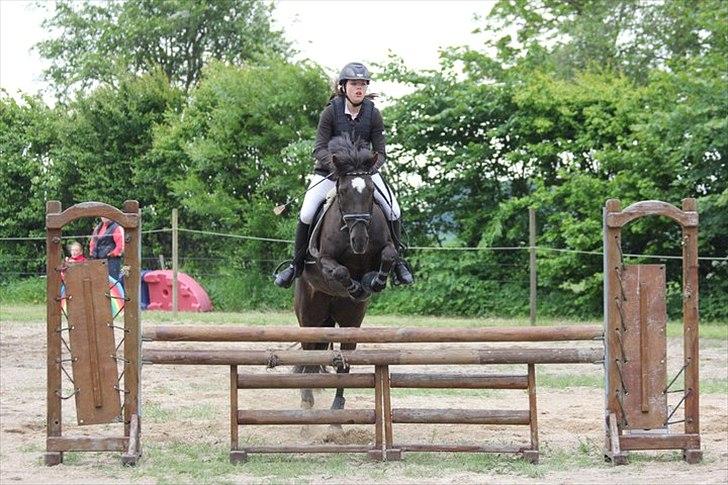 Welsh Cob (sec D) Lesto Marquis - Dark 2011 - LA B0 - fejlfri billede 16