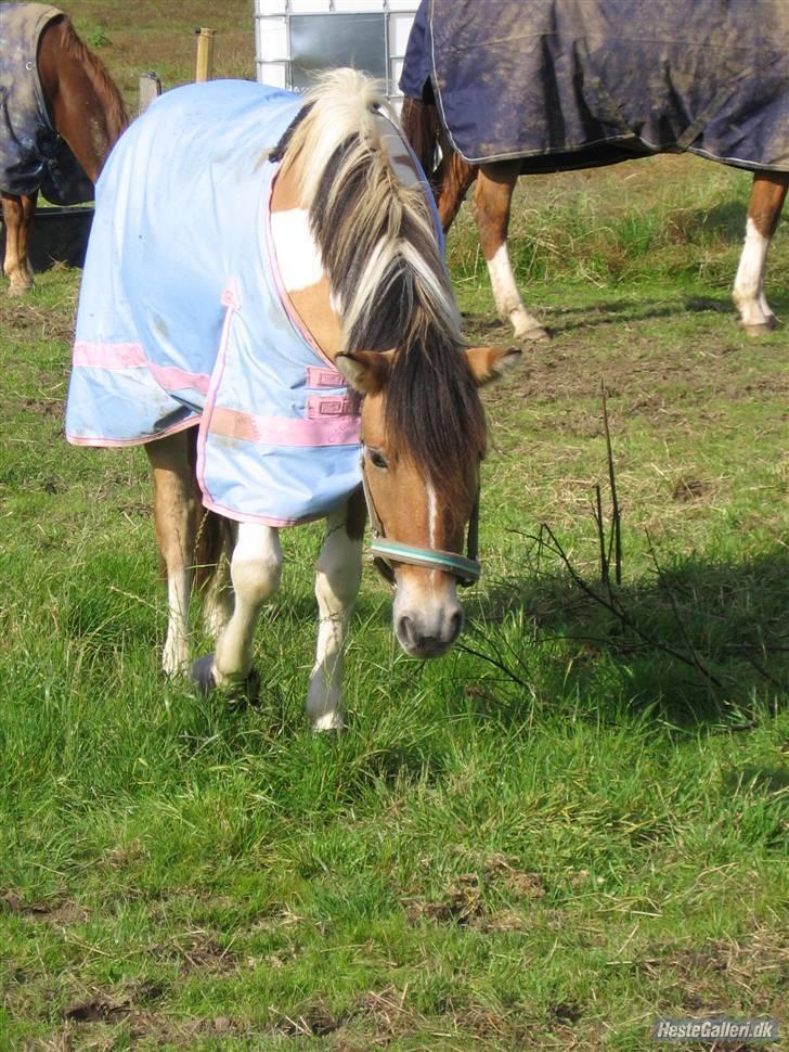 Anden særlig race Freja - A pony - fold :D billede 9