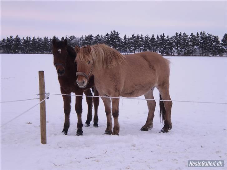 Anden særlig race Østermarkens  Maybrandy<3 - Mig og Macoy på fold<3 billede 2