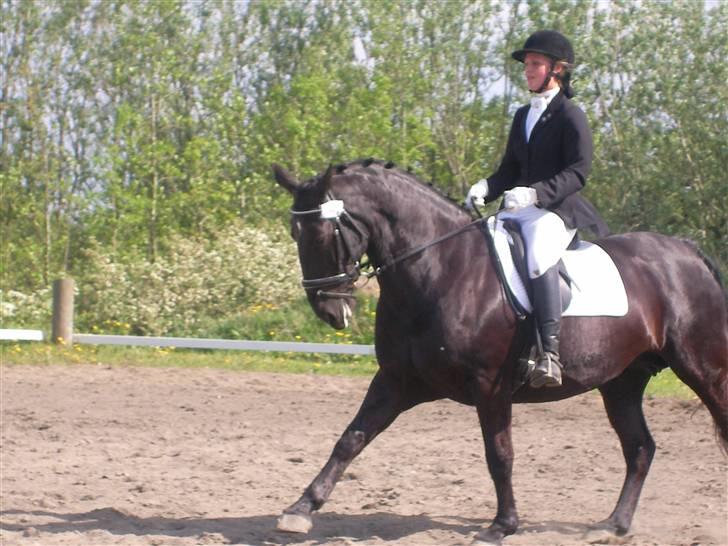 Oldenborg Columbine Højbogård - Stævne <3 fin gallop billede 13