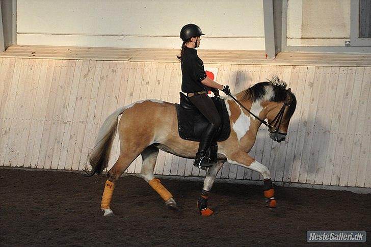 Anden særlig race Freja - A pony - nyt træning foto: A-Foto / teamflyindadonis.dk billede 10