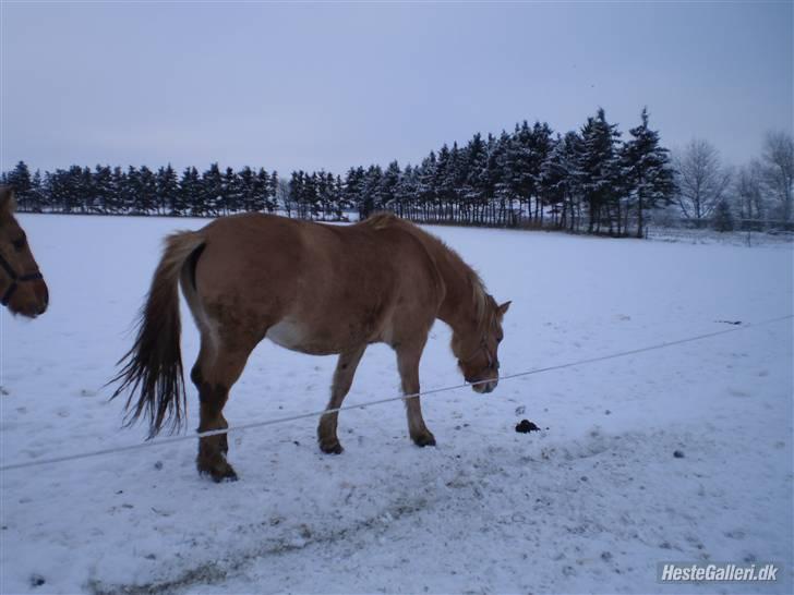 Anden særlig race Østermarkens  Maybrandy<3 - Hvad er det? billede 3