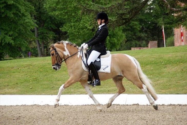 Anden særlig race Freja - A pony - Landsstævne på broholm - Foto: Kristine Ulsø Olsen billede 11