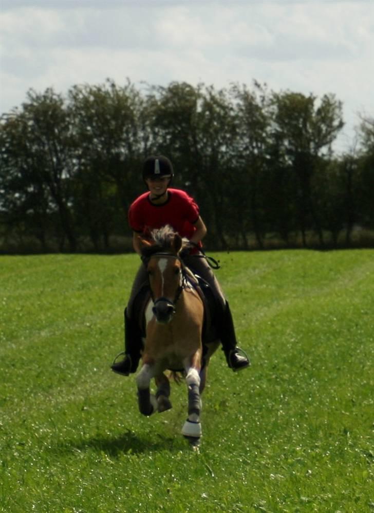 Anden særlig race Freja - A pony - Jordetur med kusinen 8D  billede 12