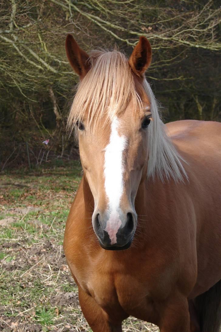 Anden særlig race Sarah Jane - Velkommen til Sarah Jane´s profil:D Læg gerne en bedømmelse eller kommentar... billede 1