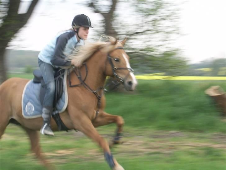 Anden særlig race Sarah Jane - galop ude på marken.  billede 3