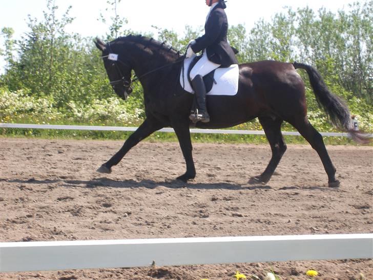 Oldenborg Columbine Højbogård - Lidt øgning i gallop <3 fremad det går.. :P billede 19