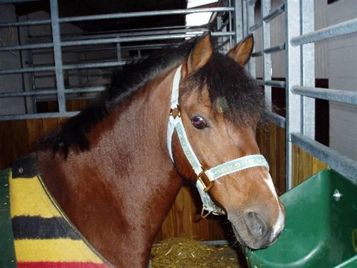 Anden særlig race | Ginger<3 - 1#  Uhhh... SÅÅ smuk min lille skat var for i tiden, og det er hun self. osse nu;D  Foto: Mor billede 1