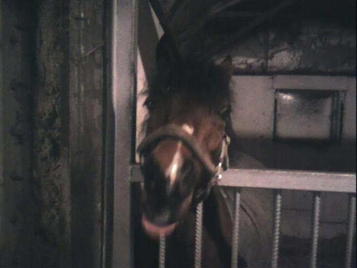 Anden særlig race | Ginger<3 - 3# Foto: Malene Friis billede 3